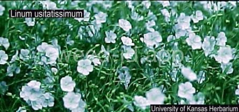 flax, common